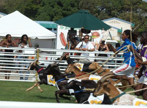 Tobago Goat & Crab Race